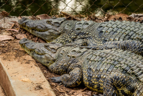 Marsh Crocodile