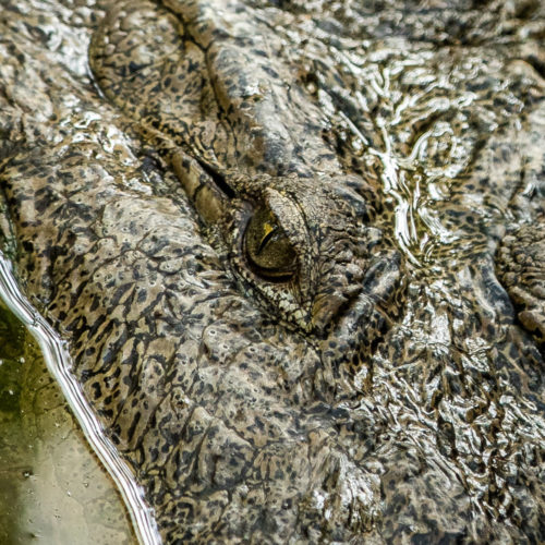 Marsh Crocodile closeup crop