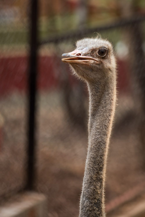 Ostrich