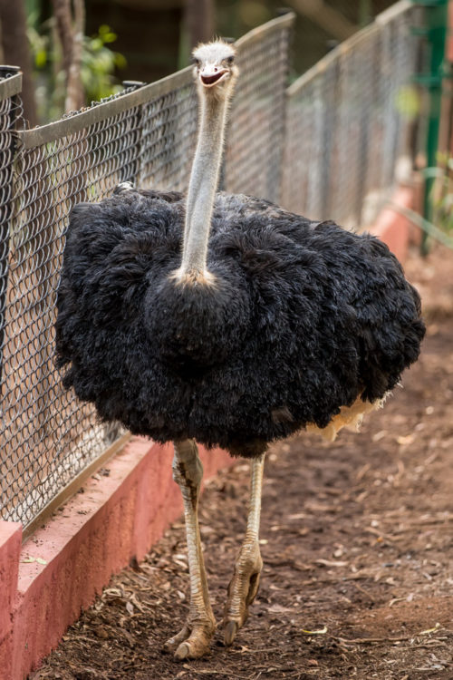 Ostrich helpng me to test AI servo focus capability