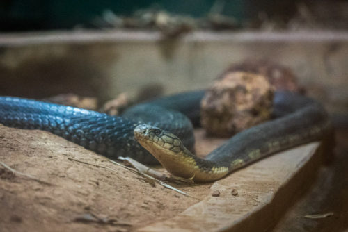 King Cobra at ISO 6400, no noise reduction done