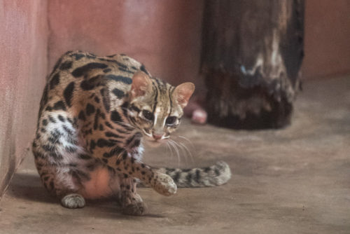 Leopard Cat in a very dark enclosure shot at ISO 6400