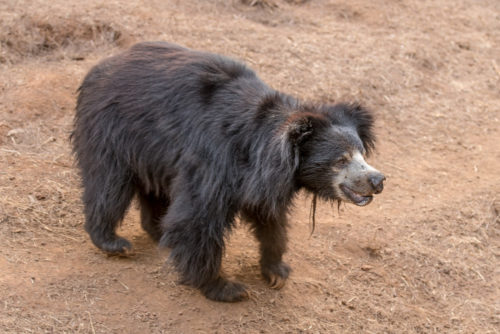 Sloth Bear