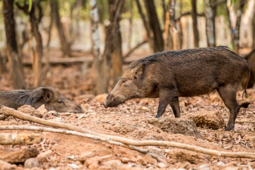 Indian Wild Boar