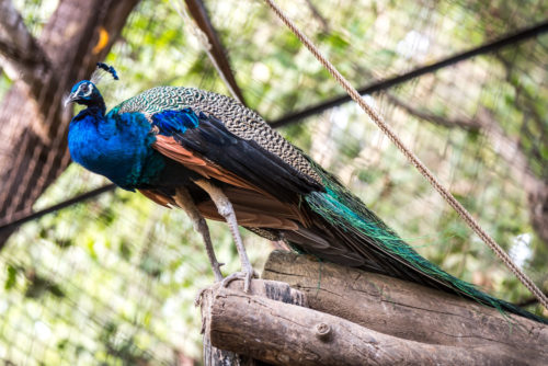 Peacock