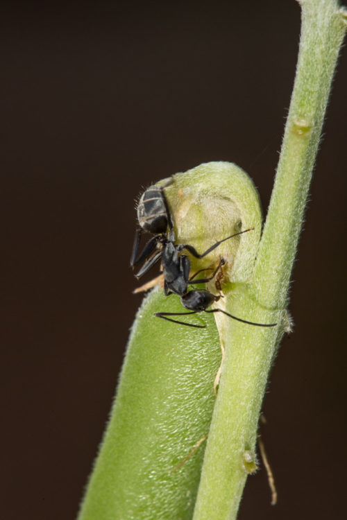 Two Ants on a Rattlepod