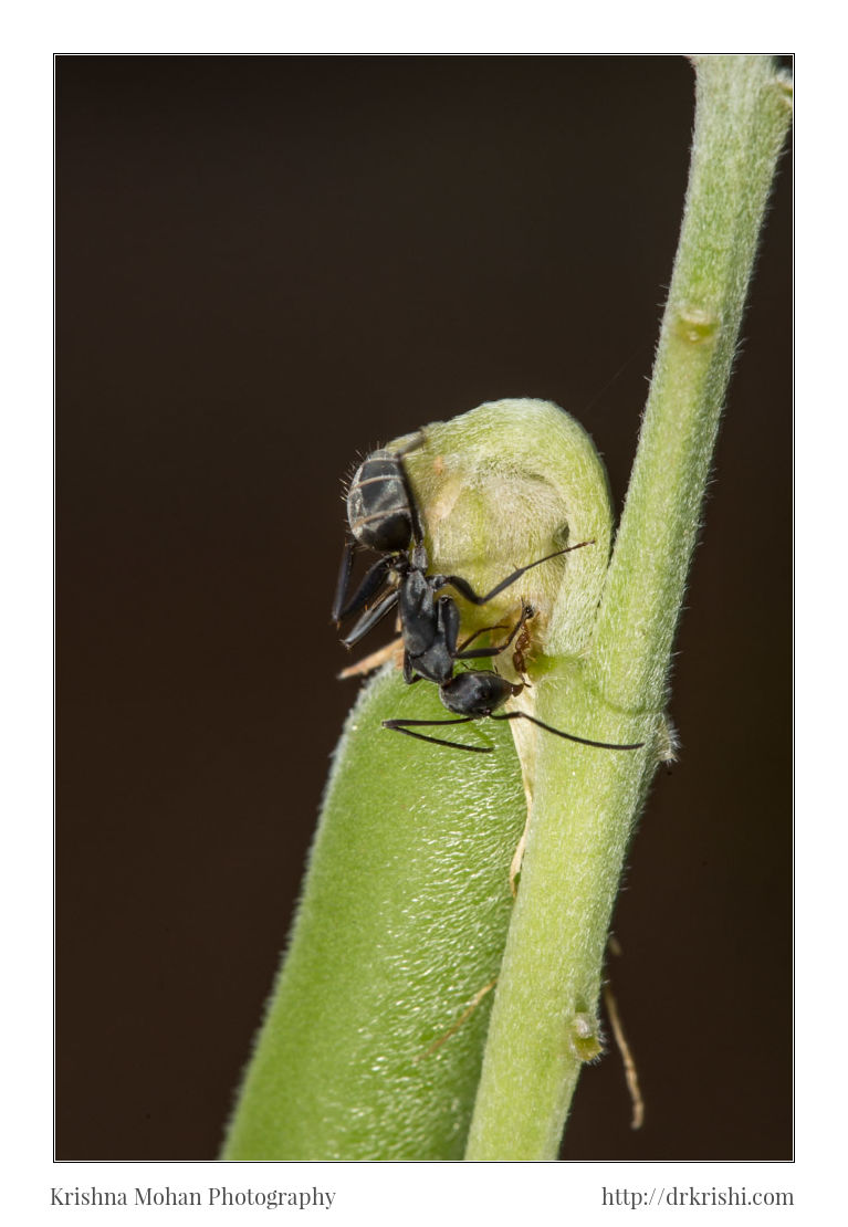 Two Ants on a Rattlepod