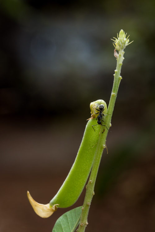 Two Ants on a Rattlepod