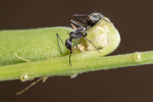 Two Ants on a Rattlepod