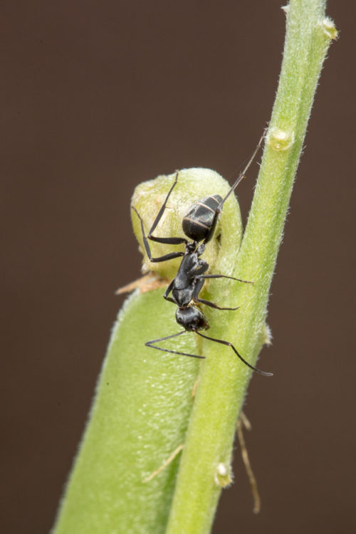 Two Ants on a Rattlepod