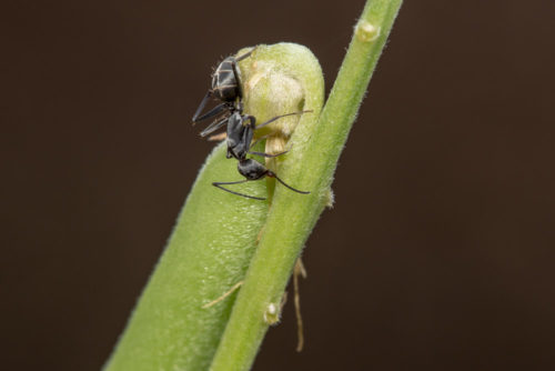 Two Ants on a Rattlepod