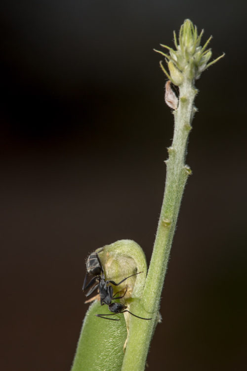 Two Ants on a Rattlepod