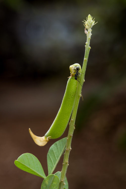 Two Ants on a Rattlepod