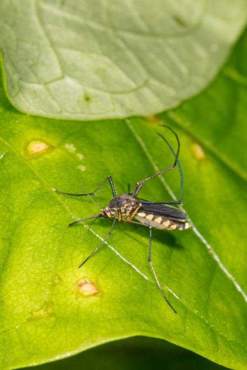 Female Culex quinquefasciatus mosquito