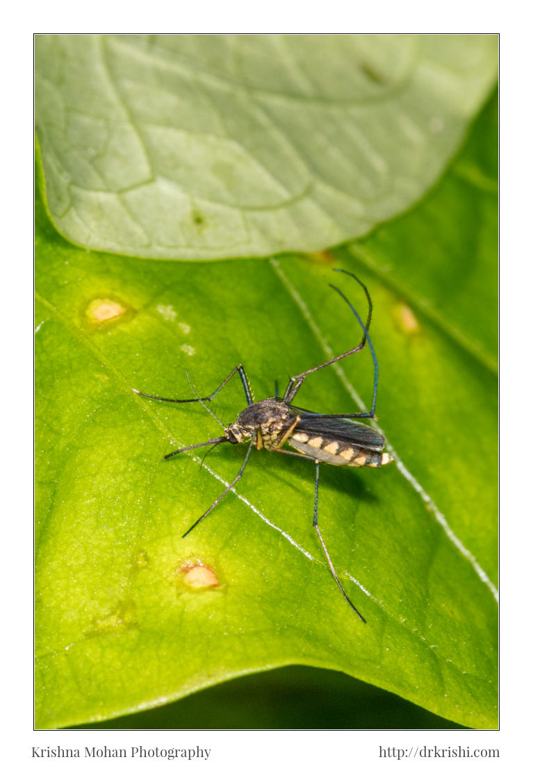 Female Culex quinquefasciatus mosquito