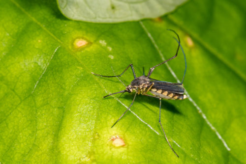 Female Culex quinquefasciatus mosquito