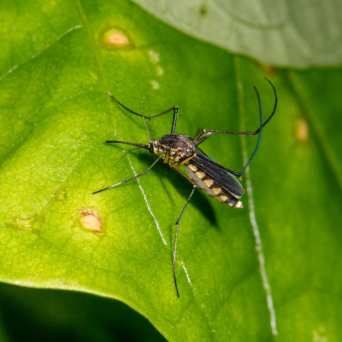 Female Culex quinquefasciatus mosquito