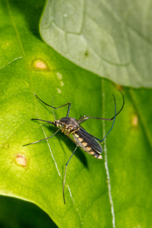 Female Culex quinquefasciatus mosquito