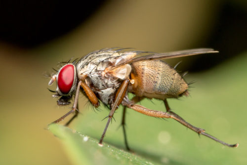 Flesh Fly