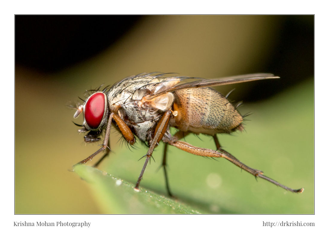 Flesh Fly