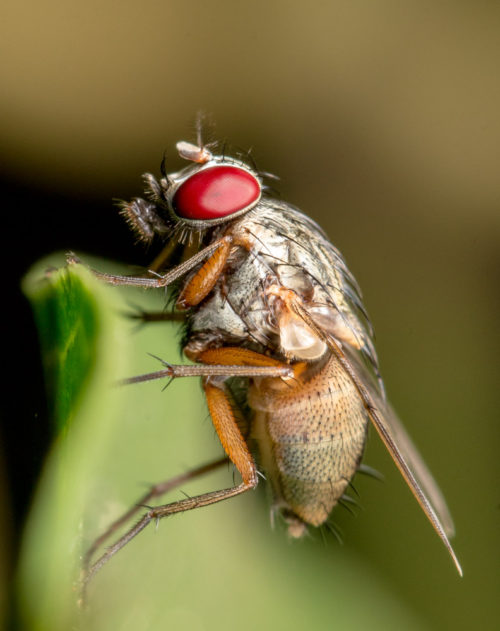 Flesh Fly