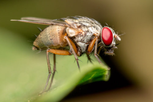 Flesh Fly