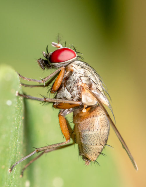 Flesh Fly