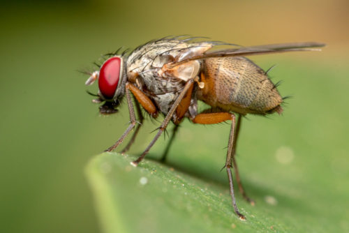 Flesh Fly