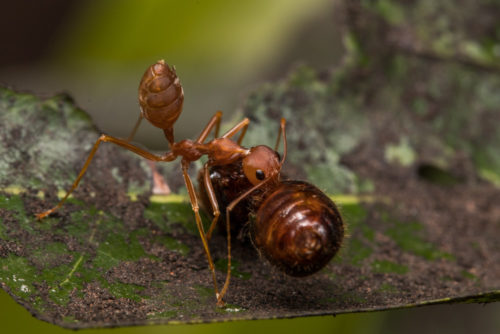 Weaver Ant with Prey