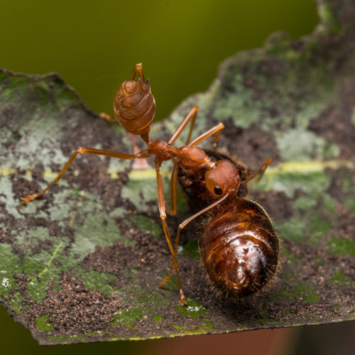 Weaver Ant with Prey