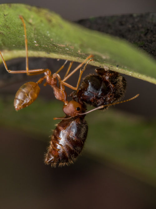 Weaver Ant with Prey