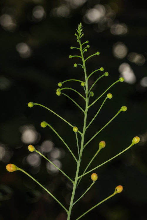 Peacock Flower Buds with Bokeh