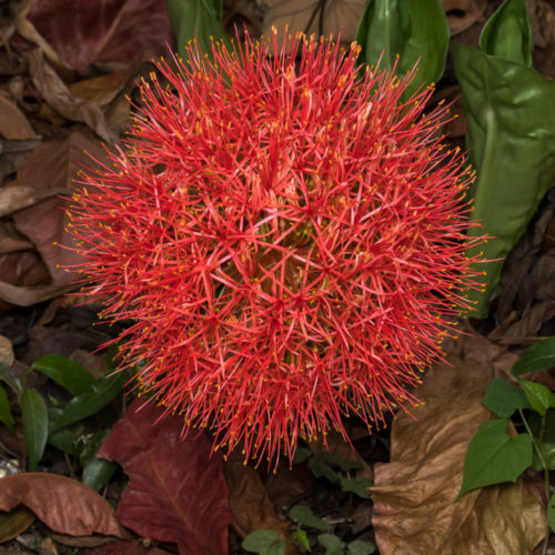 Blood Lily