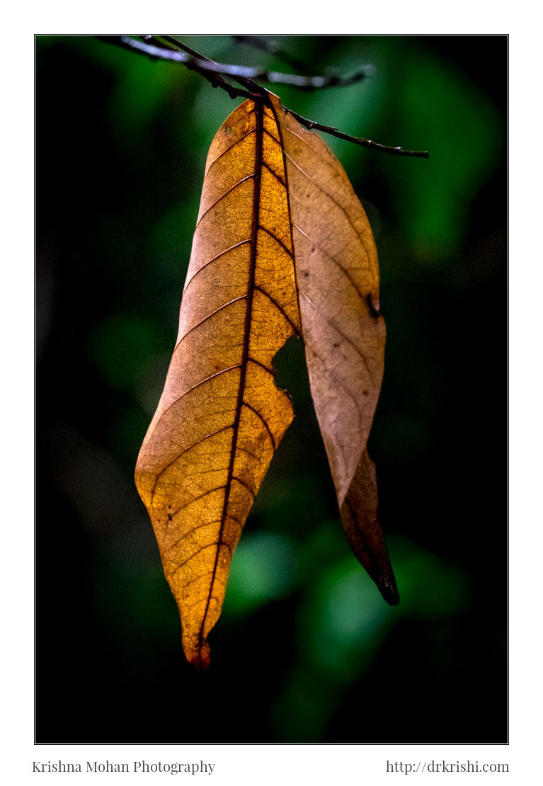 Golden Leaves