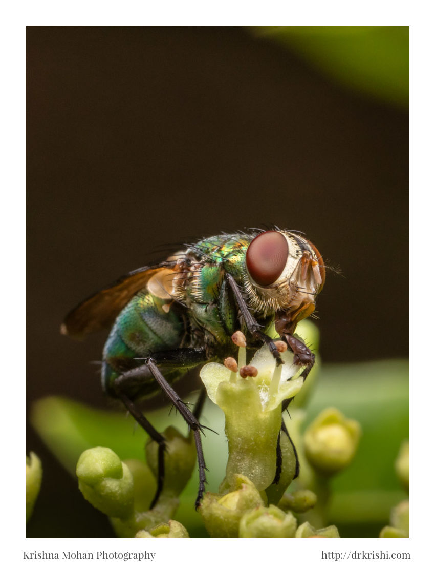 Common Green Bottle Fly