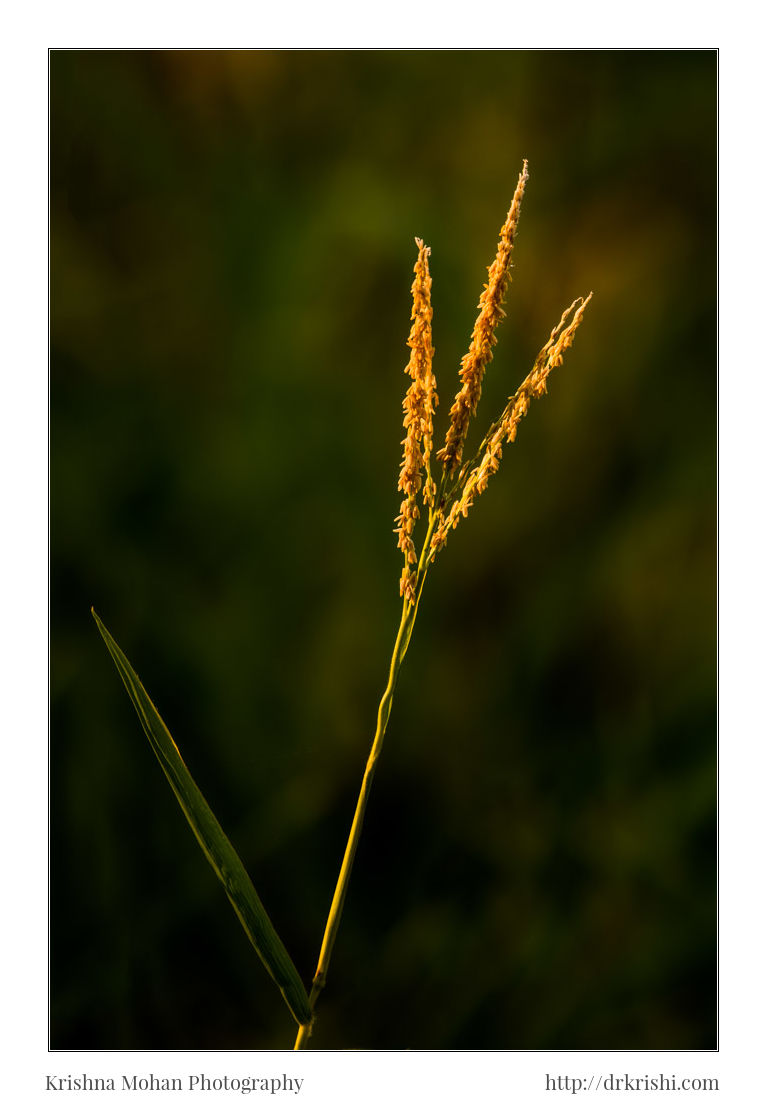 Maize Tassel