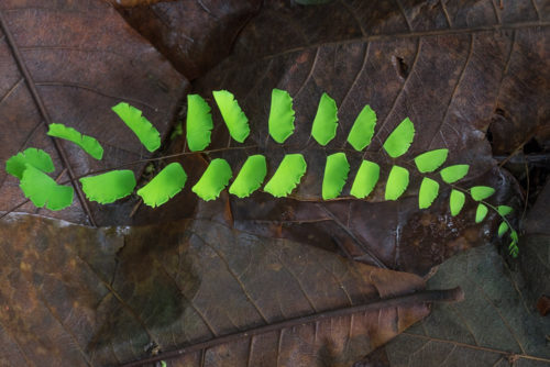 Dry leaves as background