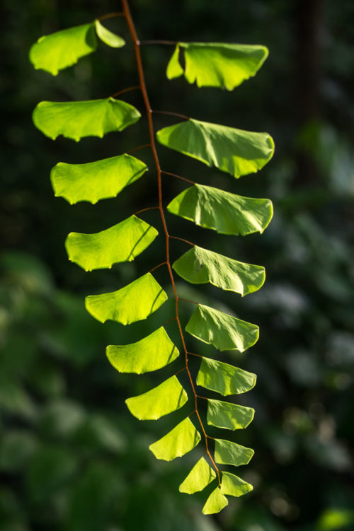 Backlit using sunlight