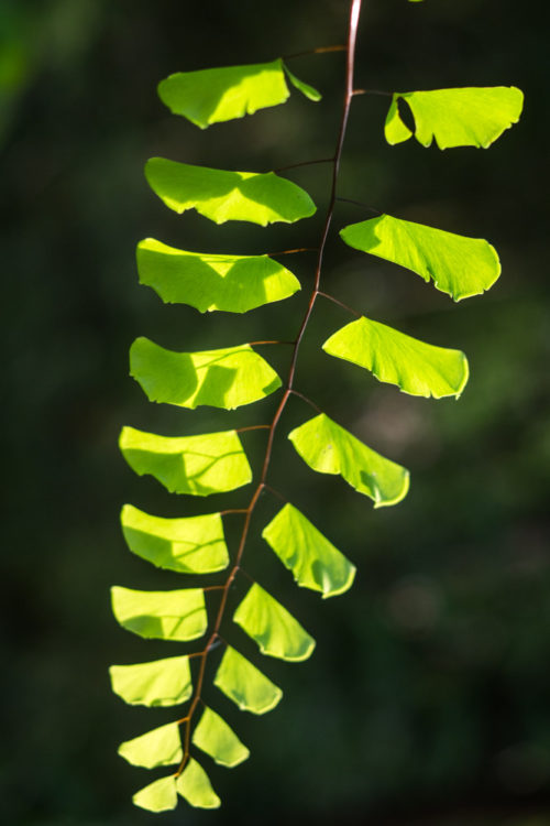 Backlit using sunlight