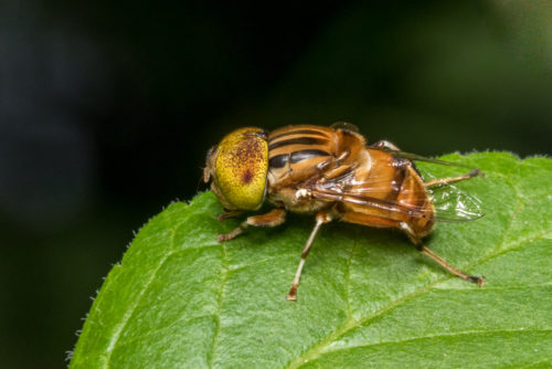 Spot Eyed Hoverfly