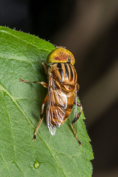 Spot Eyed Hoverfly