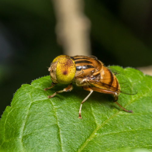 Spot Eyed Hoverfly