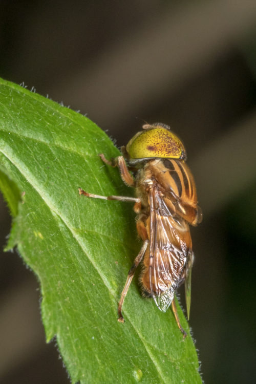 Spot Eyed Hoverfly