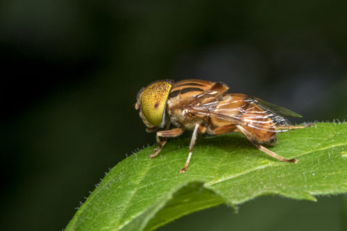 Spot Eyed Hoverfly