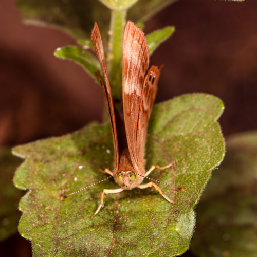 Suffused Double-banded Judy