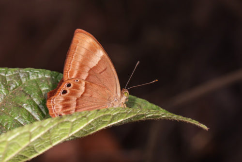 Suffused Double-banded Judy