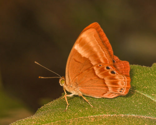 Suffused Double-banded Judy