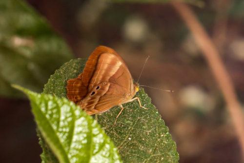 Suffused Double-banded Judy