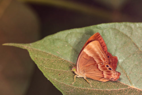 Suffused Double-banded Judy