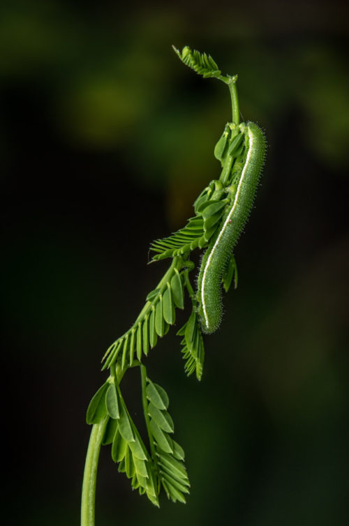 Common Grass Yellow Caterpillar